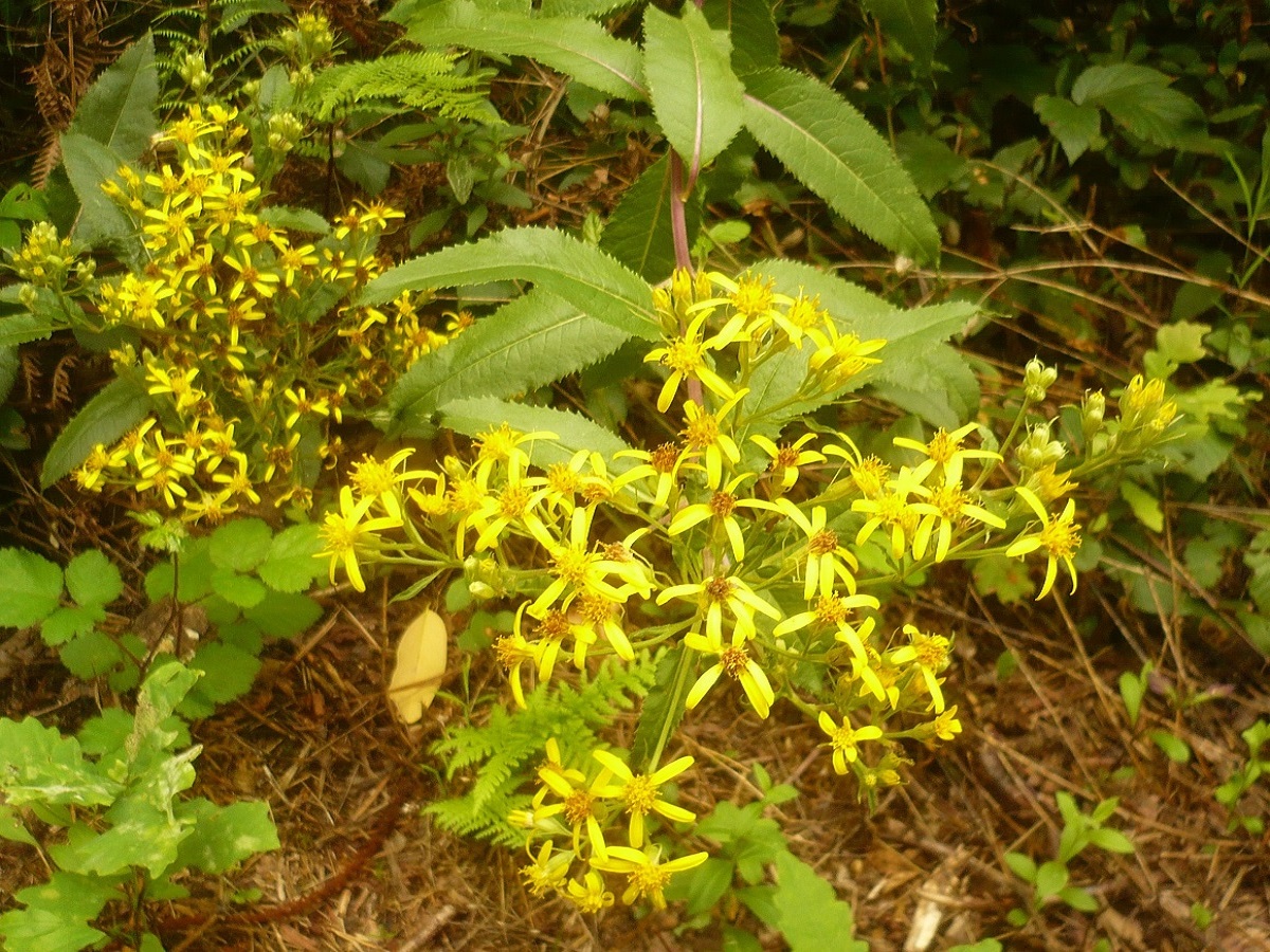 Senecio bayonnensis (Asteraceae)
